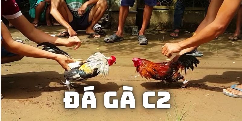 Đá gà C2 tại nhà cái abc8